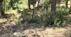 Oportunitat compra de terreny amb projecte inclòs!