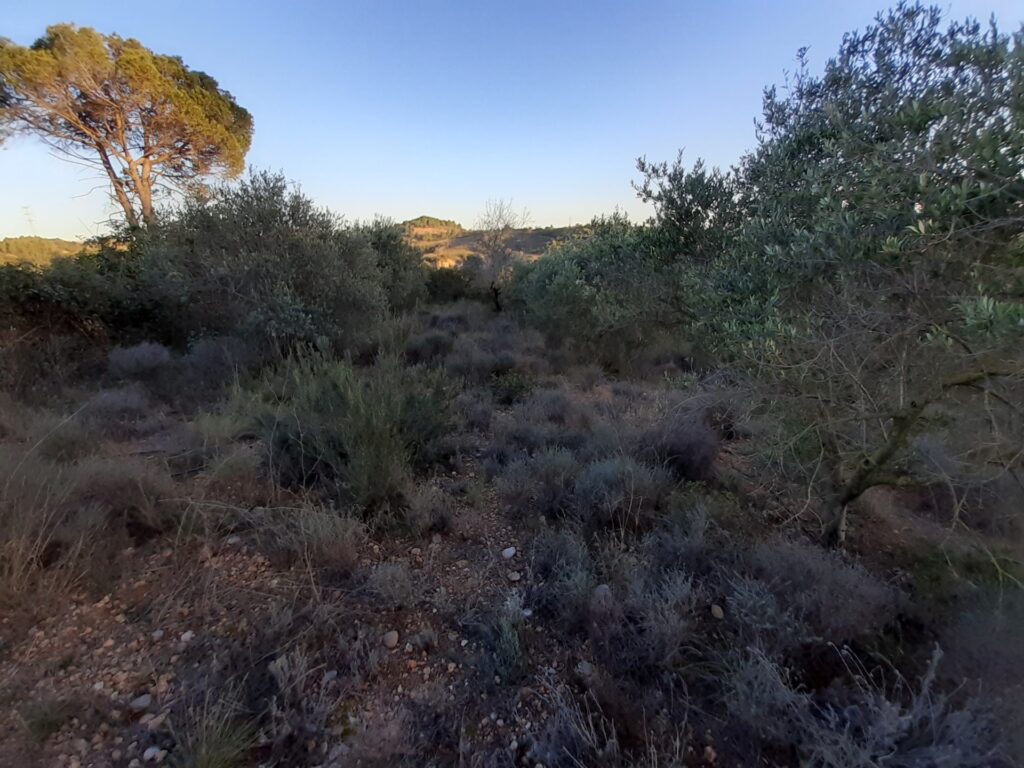 CASTELLBISBAL: Parcel·la rústica agrària