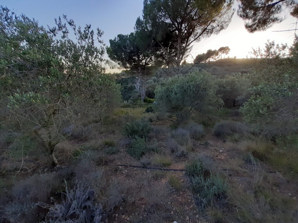 CASTELLBISBAL: Parcel·la rústica agrària