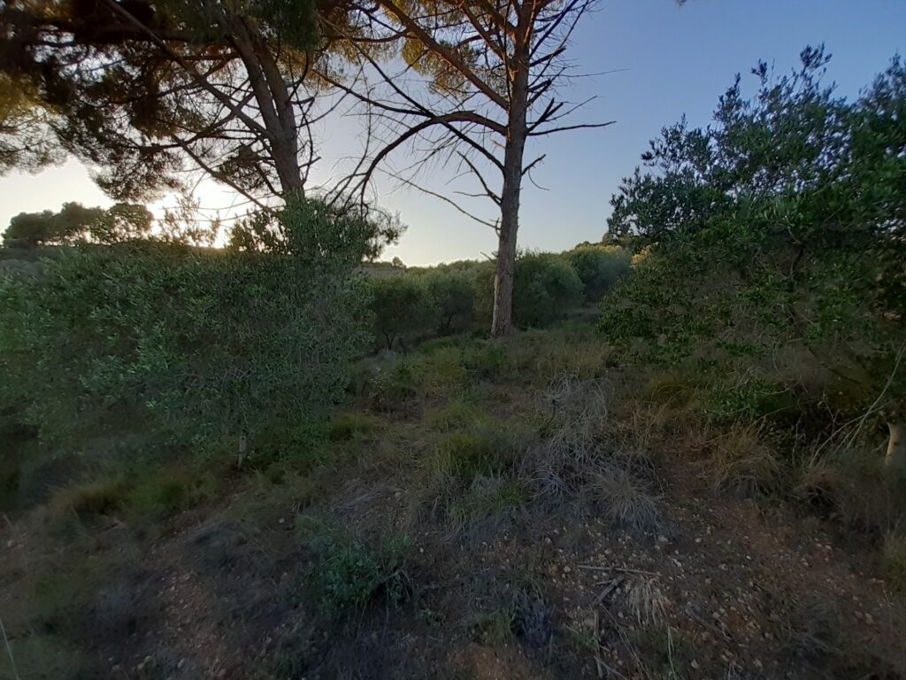 CASTELLBISBAL: Parcel·la rústica agrària